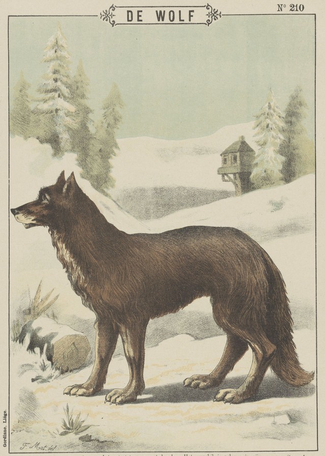 wolf28